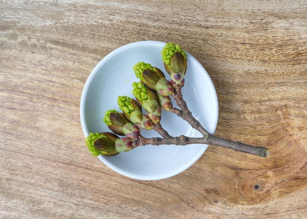 naturheilkunde-praxis-maureen-liebschner-zuerich-phytotherapie-gemmotherapie-knospen